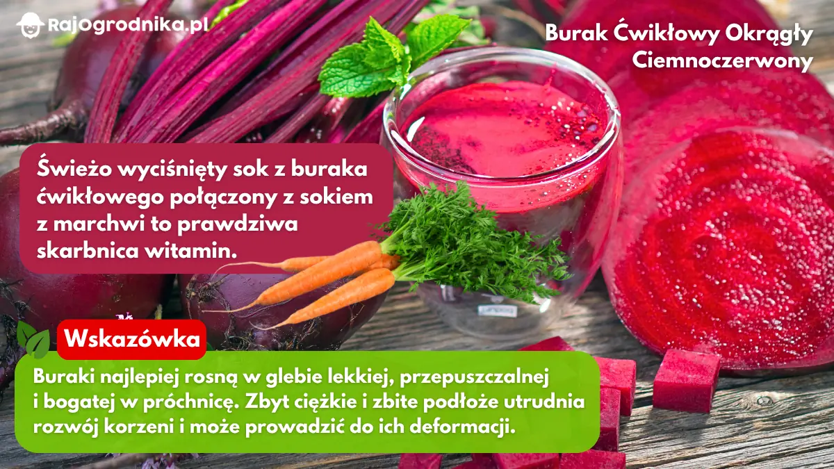 Burak-okrągły-ciemnoczerwony-uprawa-blog-sklep-rajogrodnika